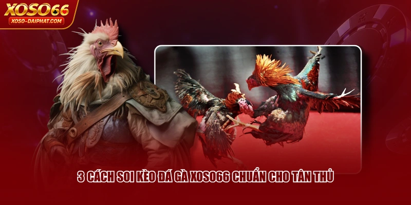 3 cách soi kèo đá gà XOSO66 chuẩn cho tân thủ