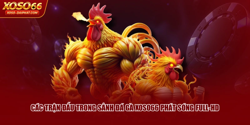 Các trận đấu trong sảnh Đá Gà XOSO66 phát sóng Full-HD