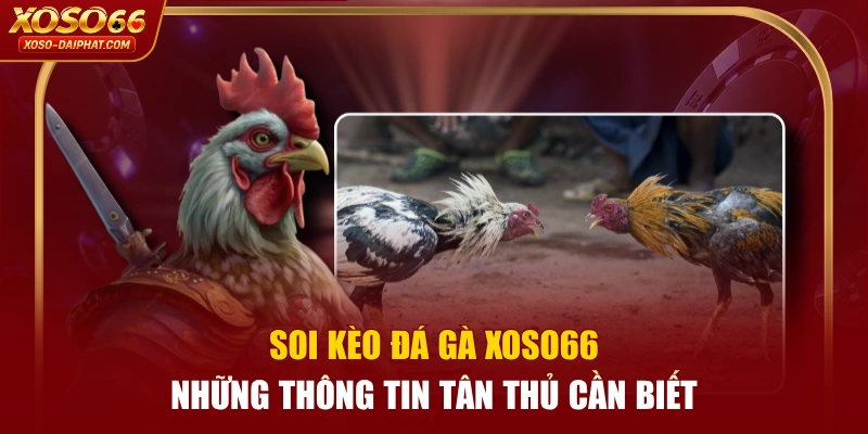 Soi Kèo Đá Gà XOSO66 - Những Thông Tin Tân Thủ Cần Biết 4 Soi Kèo Đá Gà XOSO66 - Những Thông Tin Tân Thủ Cần Biết