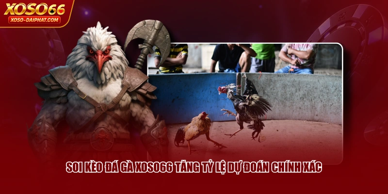 Soi kèo đá gà XOSO66 tăng tỷ lệ dự đoán chính xác